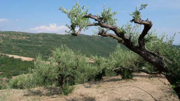 Griechenland-Bulgarien